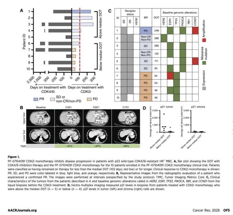 CDK2 Inhibition in CDK4/6 - Resistant Breast Cancer: A New Escape Route Under Study 2 CDK4/6