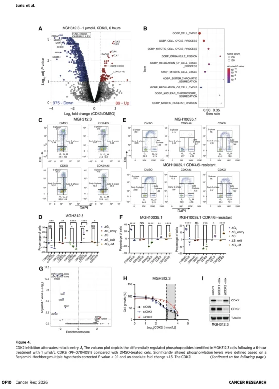 CDK2 Inhibition in CDK4/6 - Resistant Breast Cancer: A New Escape Route Under Study 5 CDK4/6