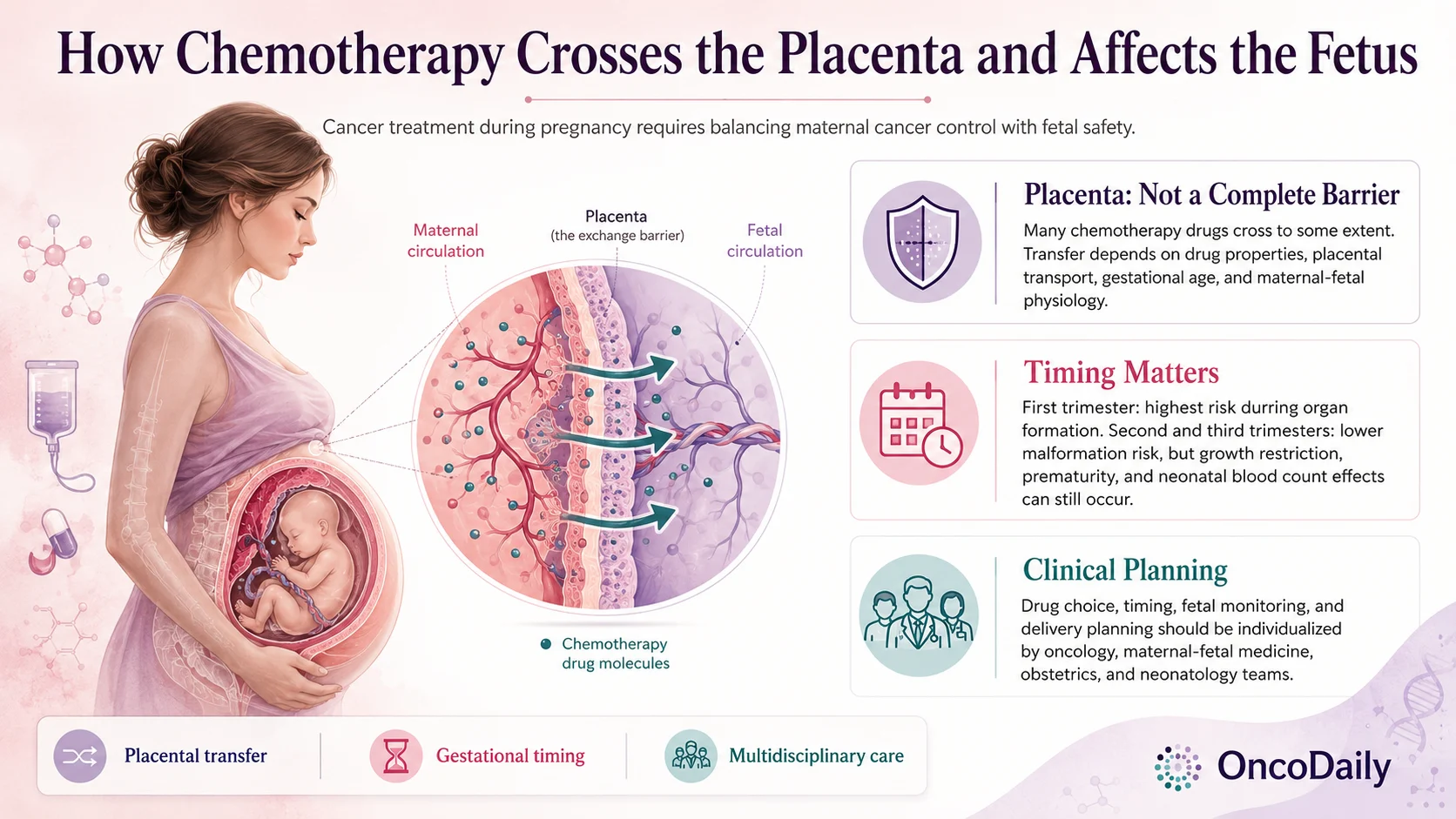 Beyond the Placental Barrier: Chemotherapy During Pregnancy 2 Placenta