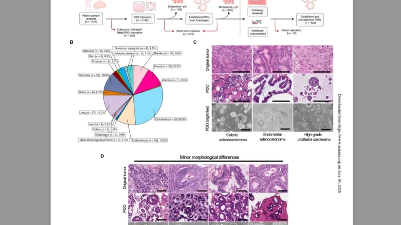 Ermelinda Damko: Choosing the Right Cancer Model for the Right Therapeutic Question 2 Ermelinda Damko