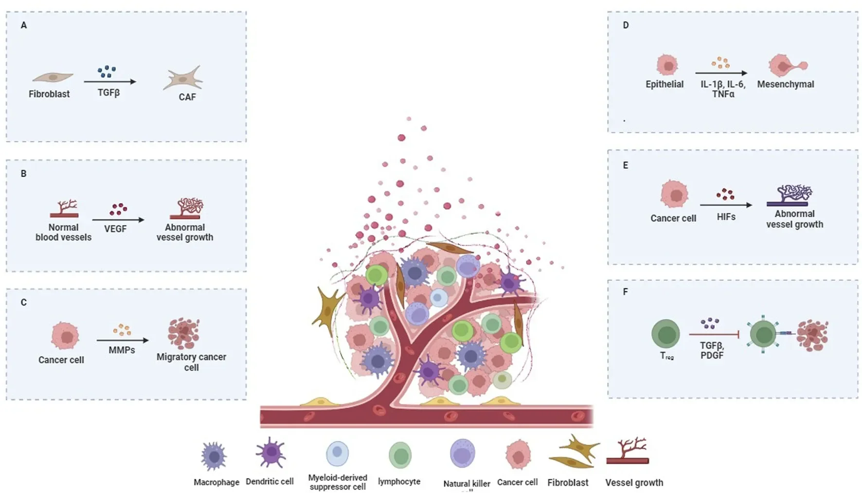 Tumor Microenvironment: Why It Matters for Cancer Immunotherapy 3 tumor microenvironment