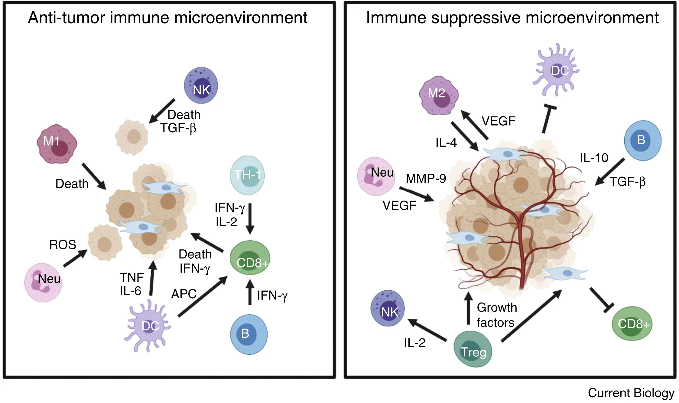 Tumor Microenvironment: Why It Matters for Cancer Immunotherapy 2 Tumor Microenvironment: Why It Matters for Cancer Immunotherapy