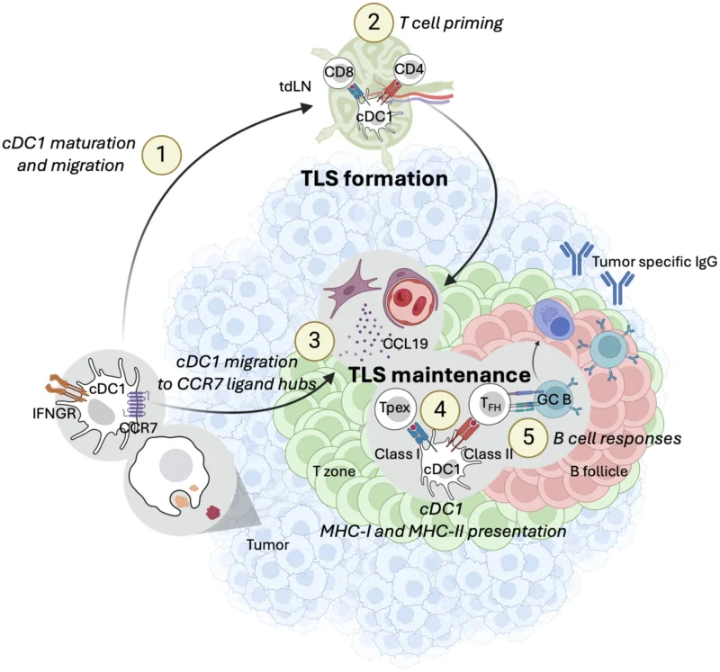 Miriam Merad: How Dendritic Cells Build and Sustain Tertiary Lymphoid Structures in Cancer 2 Miriam Merad