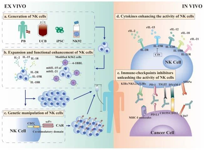 NK-Cell Immunotherapy: The Next Frontier in Cancer Treatment 3 NK-cell immunotherapy