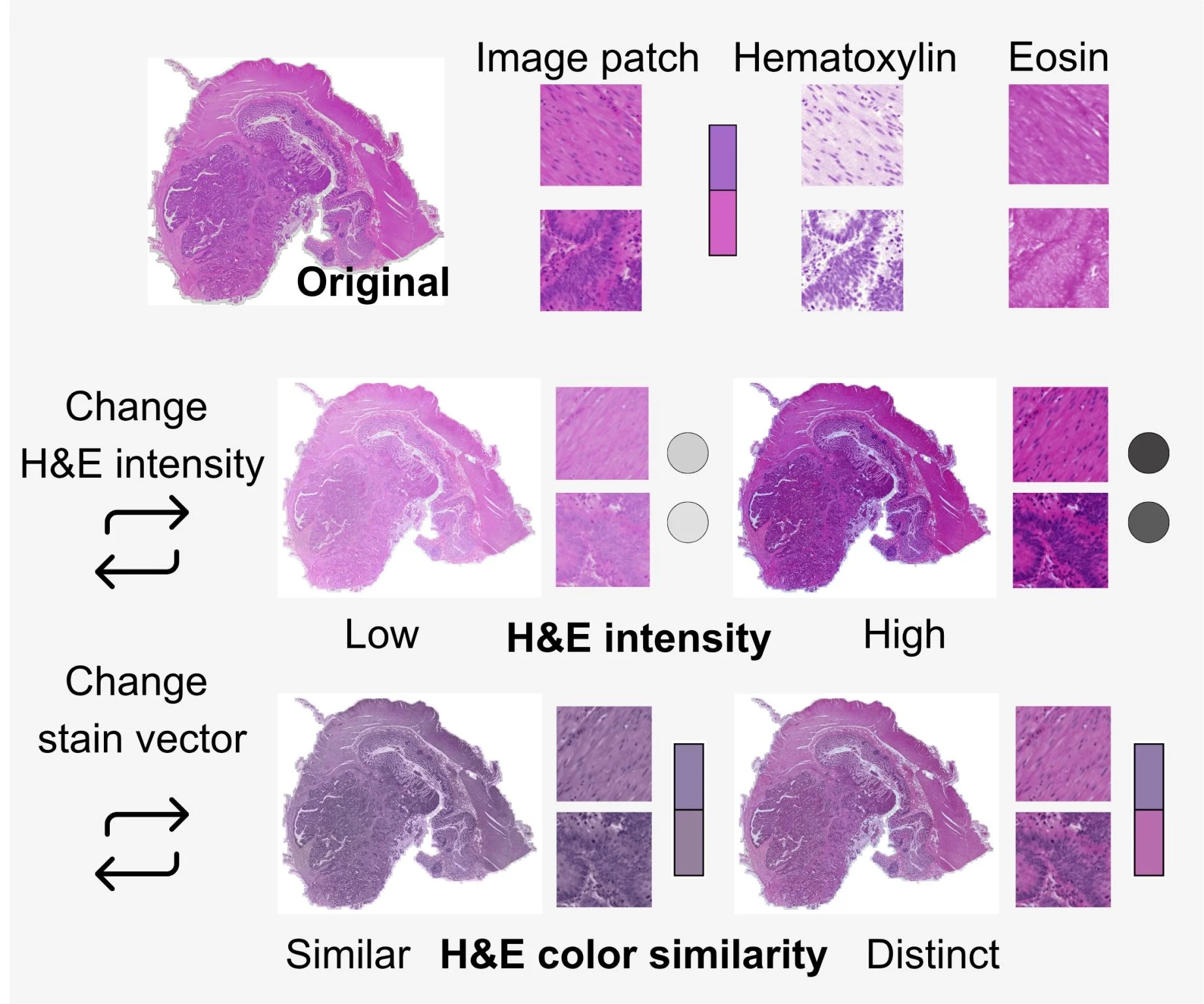 Lydia Schönpflug: Breakthrough Protocol Advances Robustness Testing for Pathology AI 2 Lydia Schönpflug: Breakthrough Protocol Advances Robustness Testing for Pathology AI