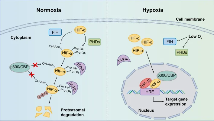 Hypoxia 