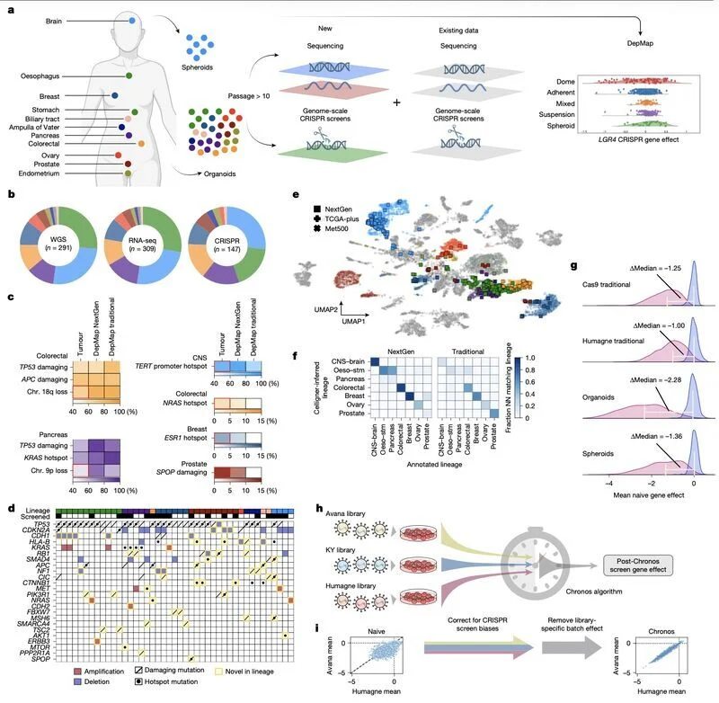 Adrian Lee: 3 New Papers Set to Transform Organoid-Based Precision Oncology 2 Adrian Lee