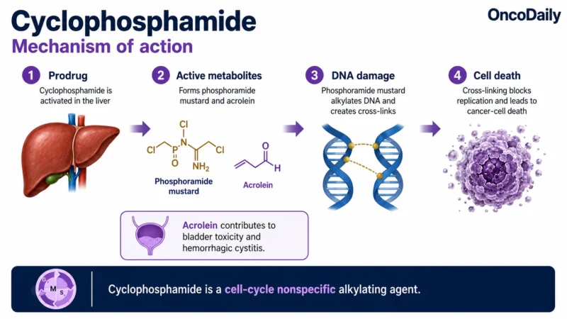 Cyclophosphamide: An Established Alkylating Chemotherapy and Immunosuppressive Agent 9 Cyclophosphamide