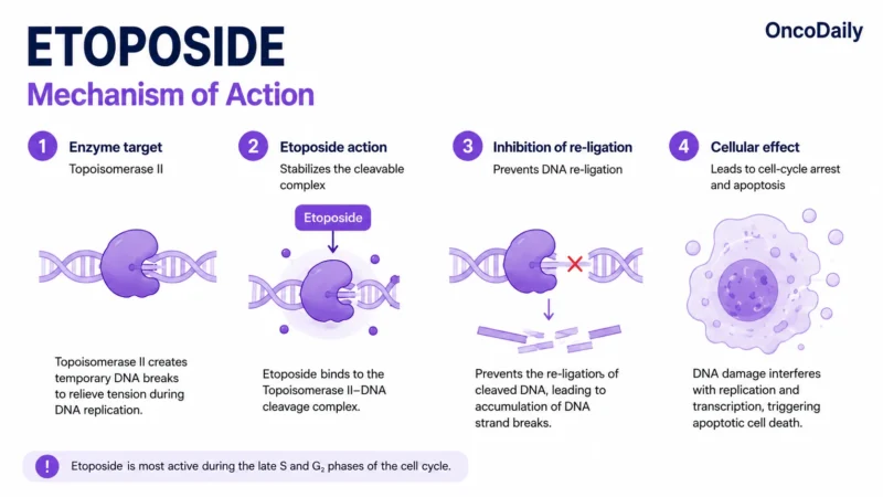 etoposide