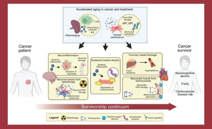 How Tumors Require Whole-Body Metabolism to Drive Cancer Progression - Gomes Lab 2 How Tumors Require Whole-Body Metabolism to Drive Cancer Progression - Gomes Lab
