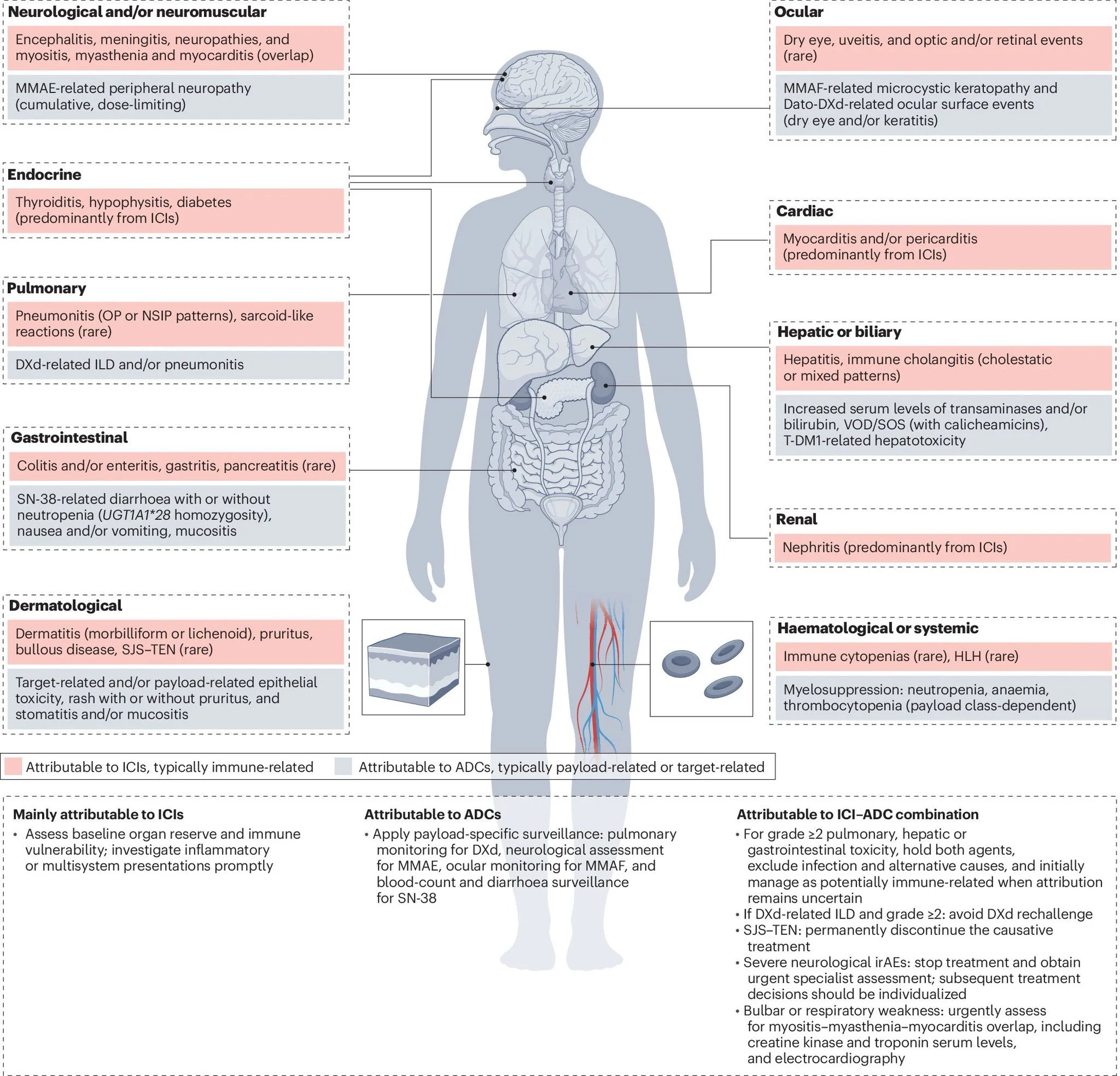 Mario Balsa: Clinical Toxicity of ADCs and ICI–ADC Combinations