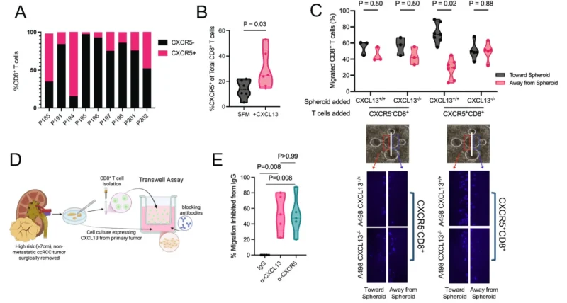 Daniel Shapiro: Why Some Kidney Tumors Contain the Right CD8⁺ T Cells in the Right Places and Others Don't 3 Daniel Shapiro
