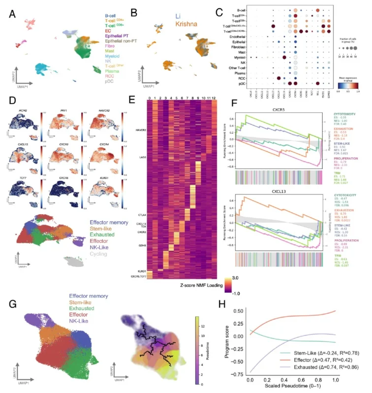Daniel Shapiro: Why Some Kidney Tumors Contain the Right CD8⁺ T Cells in the Right Places and Others Don't 4 Daniel Shapiro