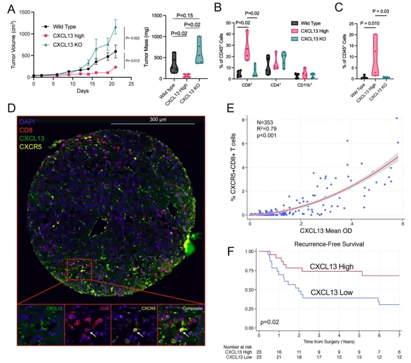 Daniel Shapiro: Why Some Kidney Tumors Contain the Right CD8⁺ T Cells in the Right Places and Others Don't 6 Daniel Shapiro