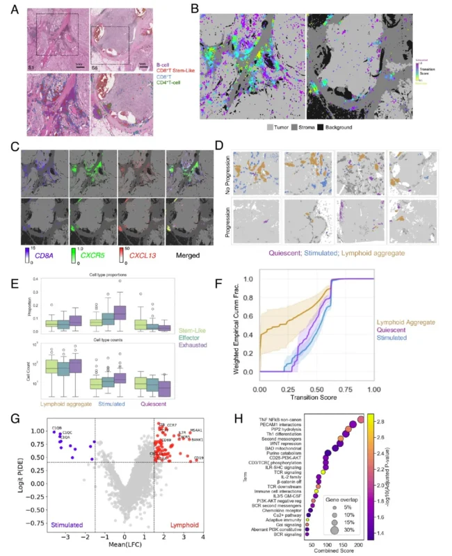 Daniel Shapiro: Why Some Kidney Tumors Contain the Right CD8⁺ T Cells in the Right Places and Others Don't 5 Daniel Shapiro