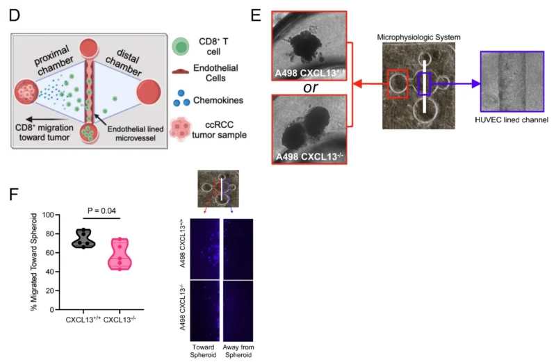 Daniel Shapiro: Why Some Kidney Tumors Contain the Right CD8⁺ T Cells in the Right Places and Others Don't 2 Daniel Shapiro