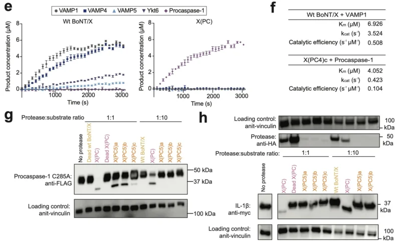 David Liu: Engineered Botulinum Toxin Proteases Trigger Cancer Cell Death 5 David R. Liu