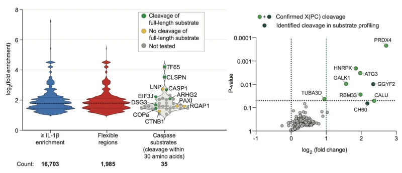 David Liu: Engineered Botulinum Toxin Proteases Trigger Cancer Cell Death 6 David R. Liu