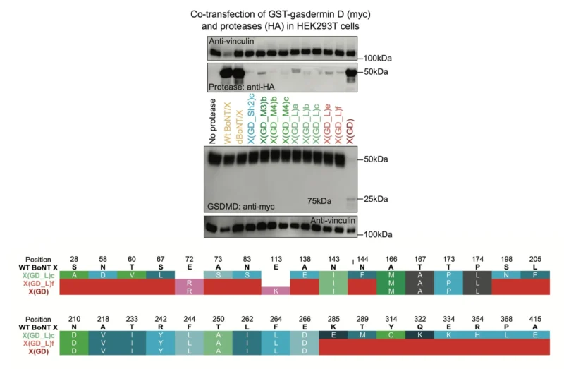 David Liu: Engineered Botulinum Toxin Proteases Trigger Cancer Cell Death 7 David R. Liu