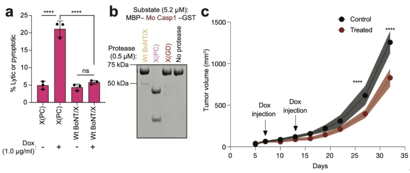 David Liu: Engineered Botulinum Toxin Proteases Trigger Cancer Cell Death 10 David R. Liu