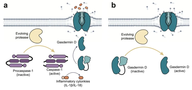 David Liu: Engineered Botulinum Toxin Proteases Trigger Cancer Cell Death 2 David R. Liu