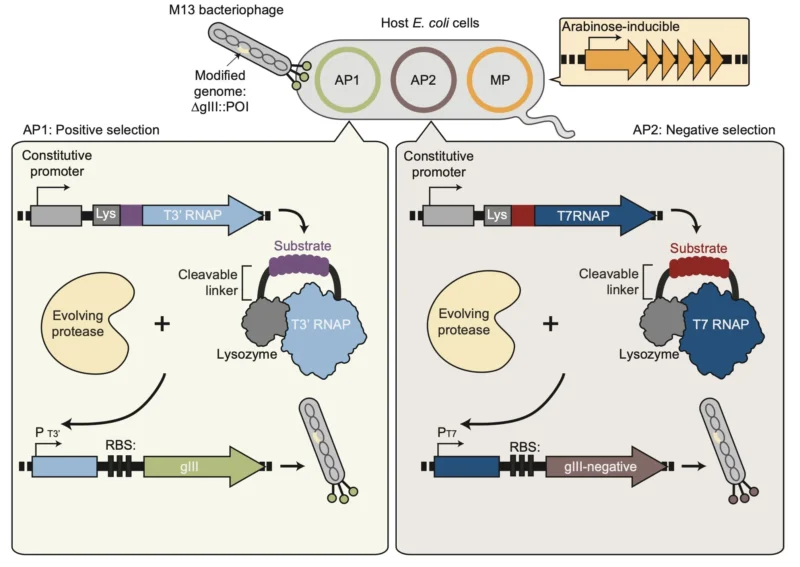 David Liu: Engineered Botulinum Toxin Proteases Trigger Cancer Cell Death 3 David R. Liu