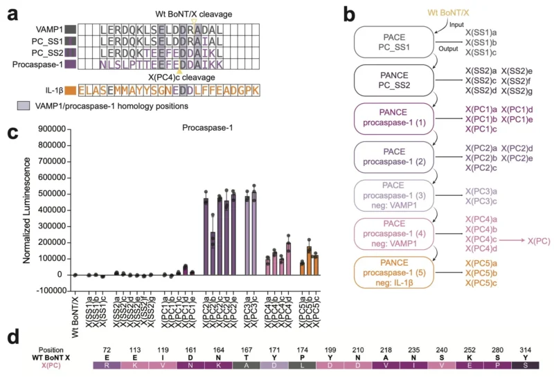 David Liu: Engineered Botulinum Toxin Proteases Trigger Cancer Cell Death 4 David R. Liu