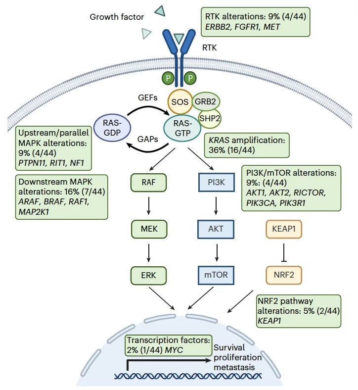 Wungki Park: First Map of Acquired Resistance to Daraxonrasib in Pancreatic Cancer
