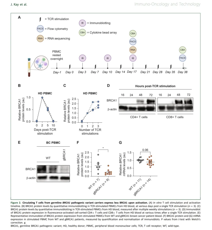 Germline BRCA1 