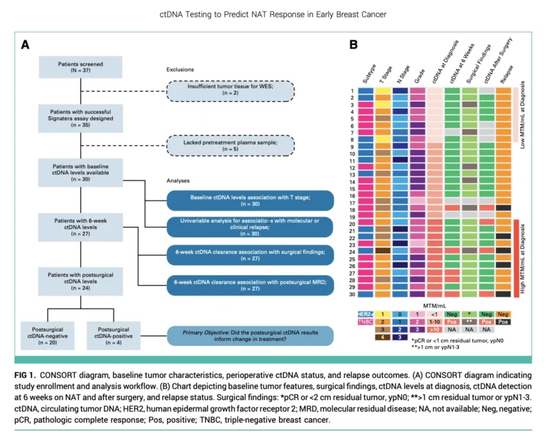 ctDNA During Neoadjuvant Therapy: Toward Real-Time Risk Stratification in Early Breast Cancer 2 ctDNA