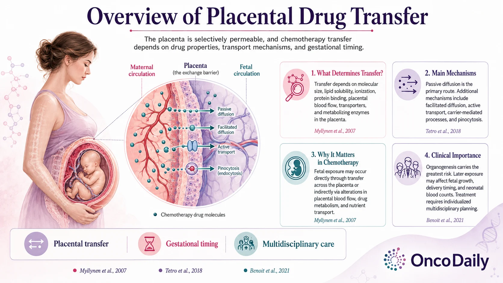 Beyond the Placental Barrier: Chemotherapy During Pregnancy 3 Placenta