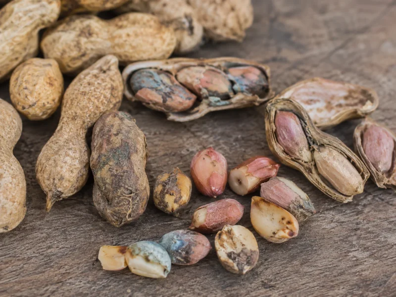 The Carcinogen on Our Plates: Why Kenya Must Treat Aflatoxin Control as Cancer Prevention 2 Poor drying and storage can promote fungal growth in maize and increase the risk of aflatoxin contamination. However, the presence or concentration of aflatoxin cannot be confirmed by appearance alone.