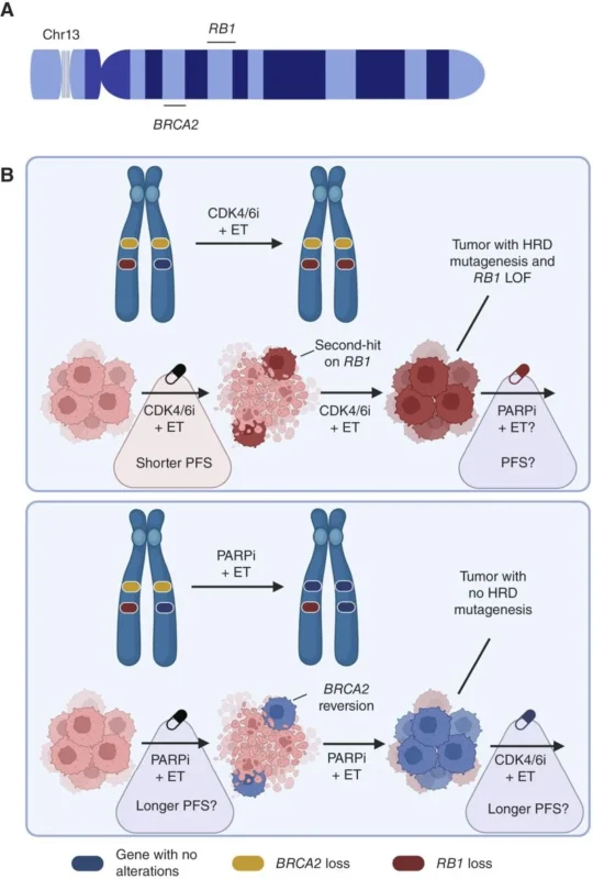 Ariella Hanker: Could BRCA2 Reveal the Next Move of Breast Cancer? 3 Ariella Hanker: Could BRCA2 Reveal the Next Move of Breast Cancer?