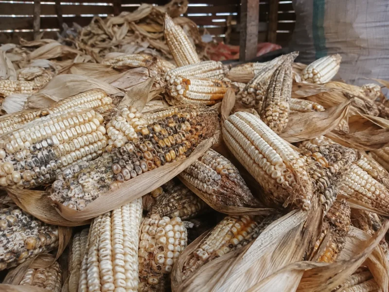 The Carcinogen on Our Plates: Why Kenya Must Treat Aflatoxin Control as Cancer Prevention 3 Poor drying and storage can promote fungal growth in maize and increase the risk of aflatoxin contamination. However, the presence or concentration of aflatoxin cannot be confirmed by appearance alone.