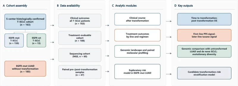 Transformed SCLC in EGFR-Mutant NSCLC: Critical Progress in a High-Risk Setting 2 Transformed SCLC