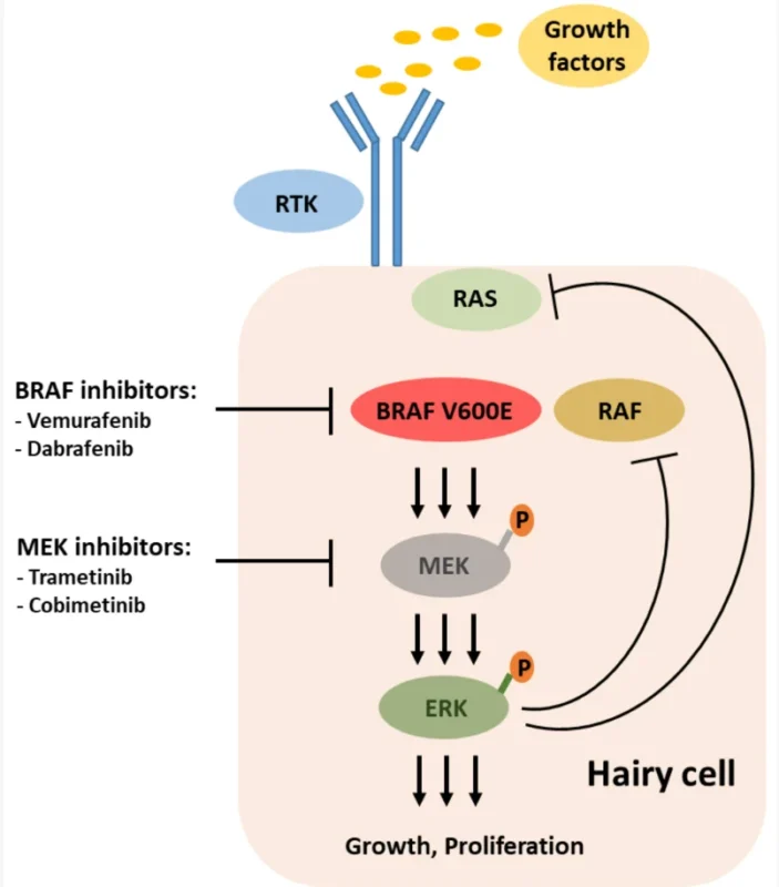 Hairy Cell Leukemia (HCL): A Rare Leukemia Treated Well, but Rarely Eradicated