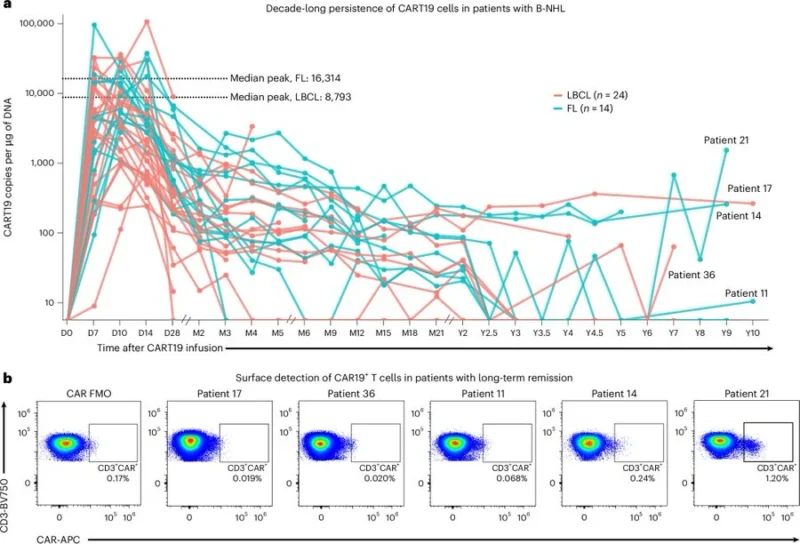 CAR-T Cells Persist for at Least 10 Years in Lymphoma Patients - Nature Medicine 2 CAR-T Cells Persist for at Least 10 Years in Lymphoma Patients - Nature Medicine
