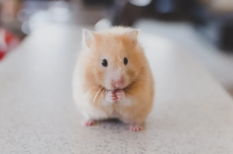 Ken Pienta: How Germline Background Steers Which Cancer You Get 2 Ken Pienta