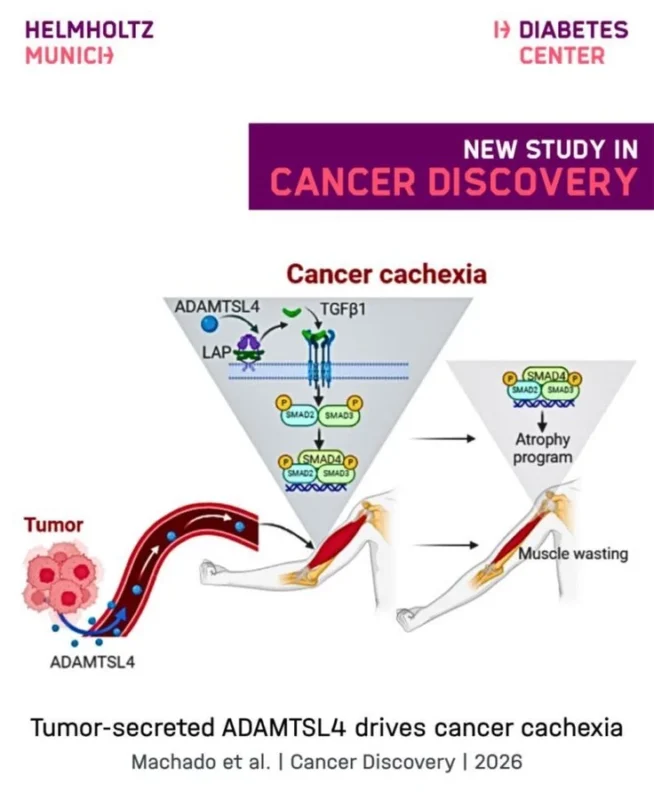 Juliano Machado: New Study Reveals How ADAMTSL4 Drives Cancer Cachexia