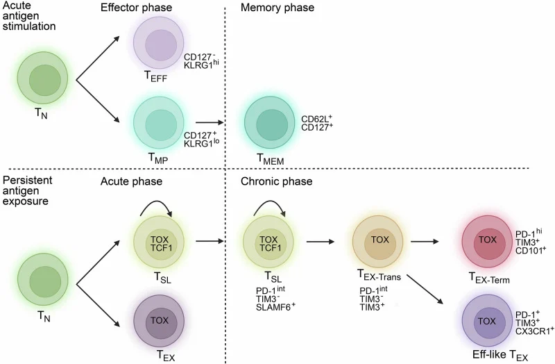 The Big Questions in Cancer Immunotherapy: Can We Build Lifelong Immune Memory Against Cancer?