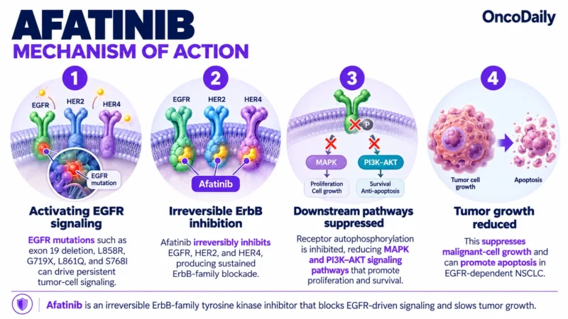 Afatinib (Gilotrif): Understanding Its Mechanism, Dosing, and Clinical Role in EGFR-Mutated Lung Cancer 9 Afatinib OncoDaily