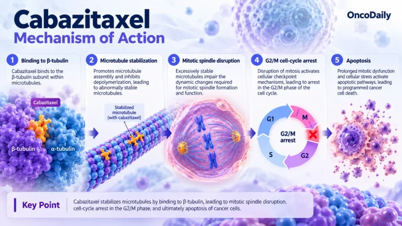 Cabazitaxel: Understanding Its Mechanism, Dosing, and Clinical Role in Prostate Cancer 9 Cabazitaxel OncoDaily