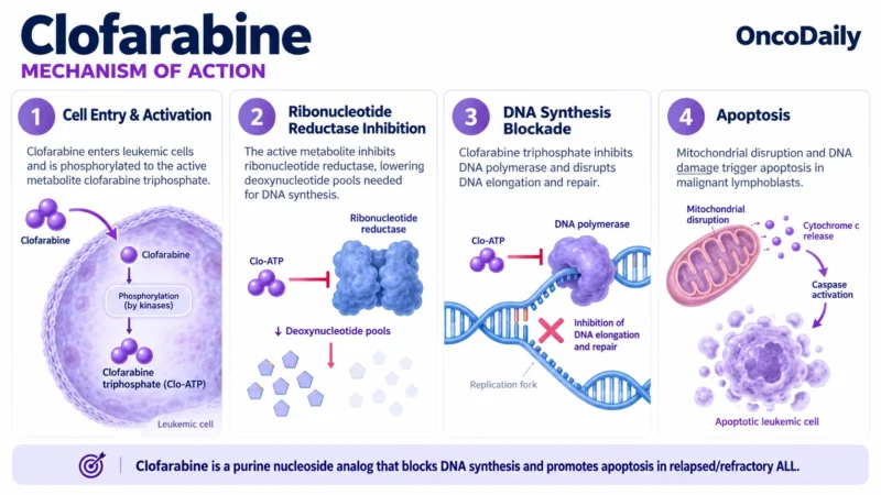 Clofarabine: Understanding Its Mechanism, Dosing, and Clinical Role in Leukemia 9 Clofarabine OncoDaily