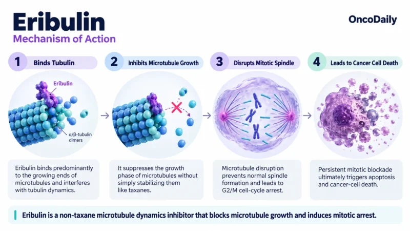 Eribulin: Understanding Its Mechanism, Dosing, and Clinical Role in Cancer 9 Eribulin OncoDaily