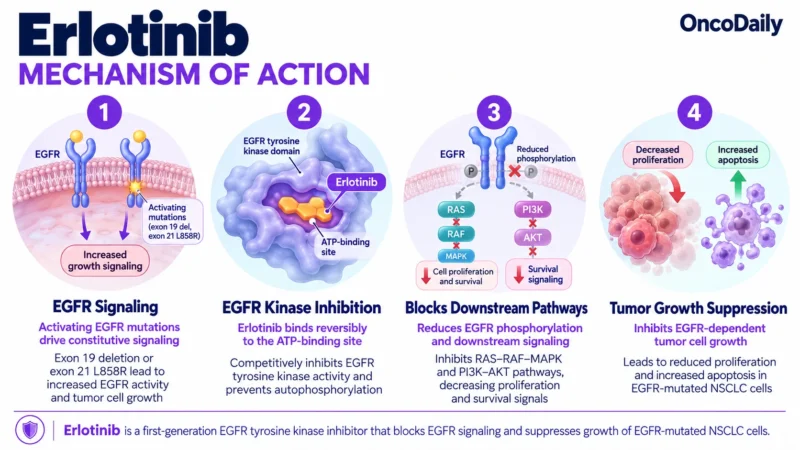 Erlotinib (Tarceva): Understanding Its Mechanism, Dosing, and Clinical Role in Cancer 9 Erlotinib OncoDaily