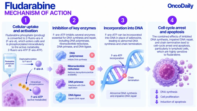 Fludarabine: Understanding Its Mechanism, Dosing, and Clinical Role 9 Fludarabine OncoDaily