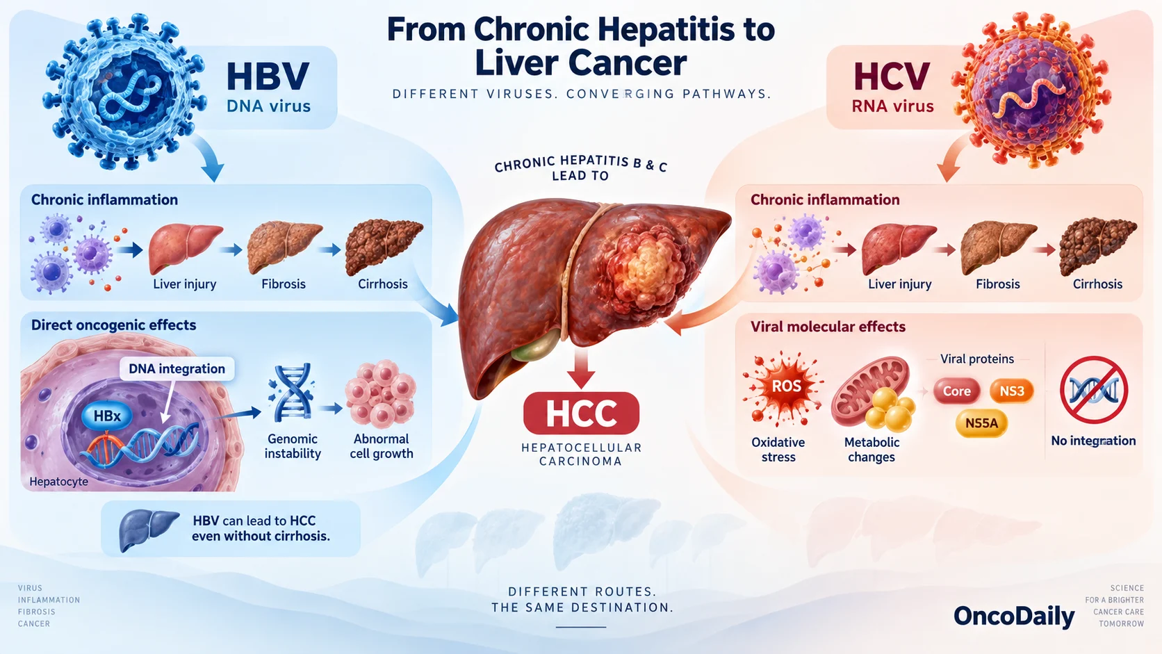 Hepatocellular Carcinoma and Viral Hepatitis: How HBV and HCV Drive Liver Cancer
