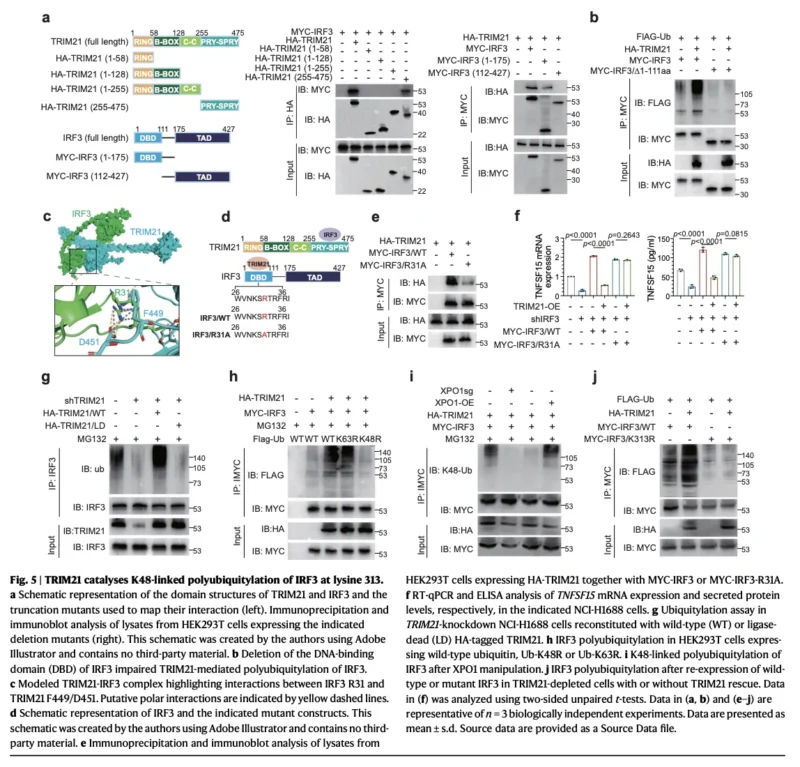 XPO1 Inhibition May Reprogram Immune Resistance in SCLC: The TRIM21–IRF3–TNFSF15–TREM2 Axis 6 XPO1