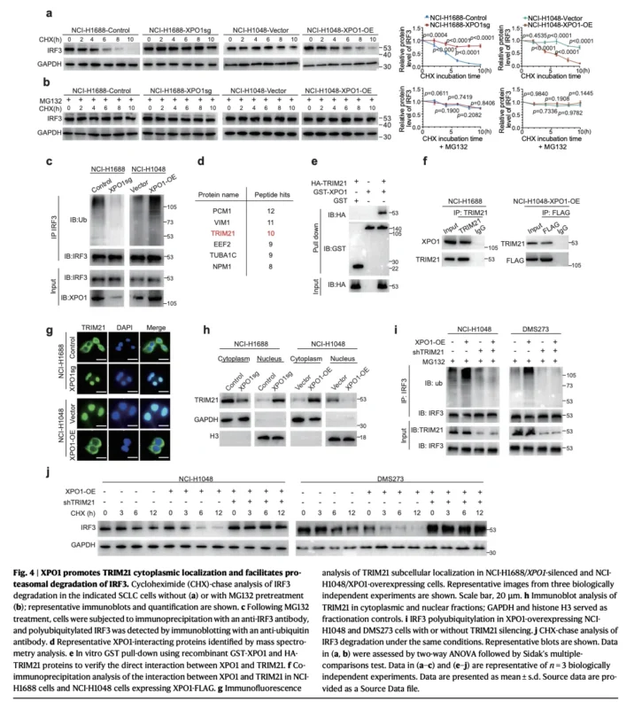 XPO1 Inhibition May Reprogram Immune Resistance in SCLC: The TRIM21–IRF3–TNFSF15–TREM2 Axis 5 XPO1