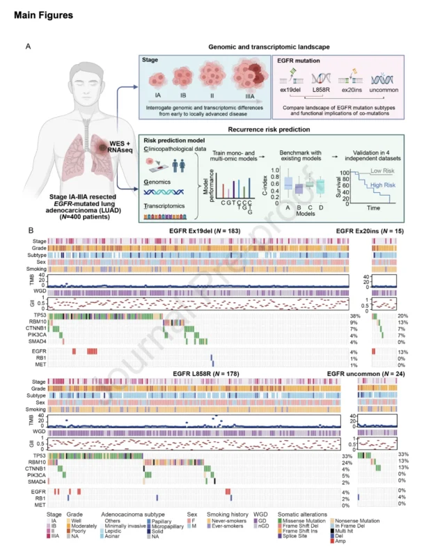 EGFR-Mutant Lung Adenocarcinoma